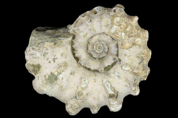 Bumpy Ammonite (Douvilleiceras) Fossil - Madagascar #115607